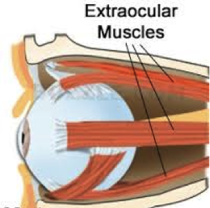 Extraocular Muscles