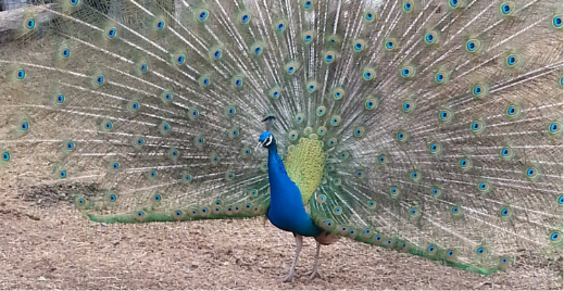 peacock