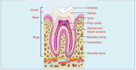 tooth