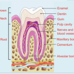 Demystifying Root Canal Treatment